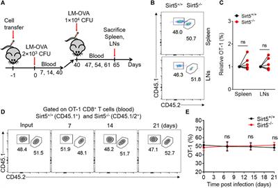 Sirtuin 5 is Dispensable for CD8+ T Cell Effector and Memory Differentiation